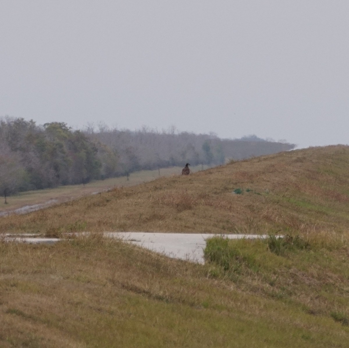 Bald Eagle - ML646192900