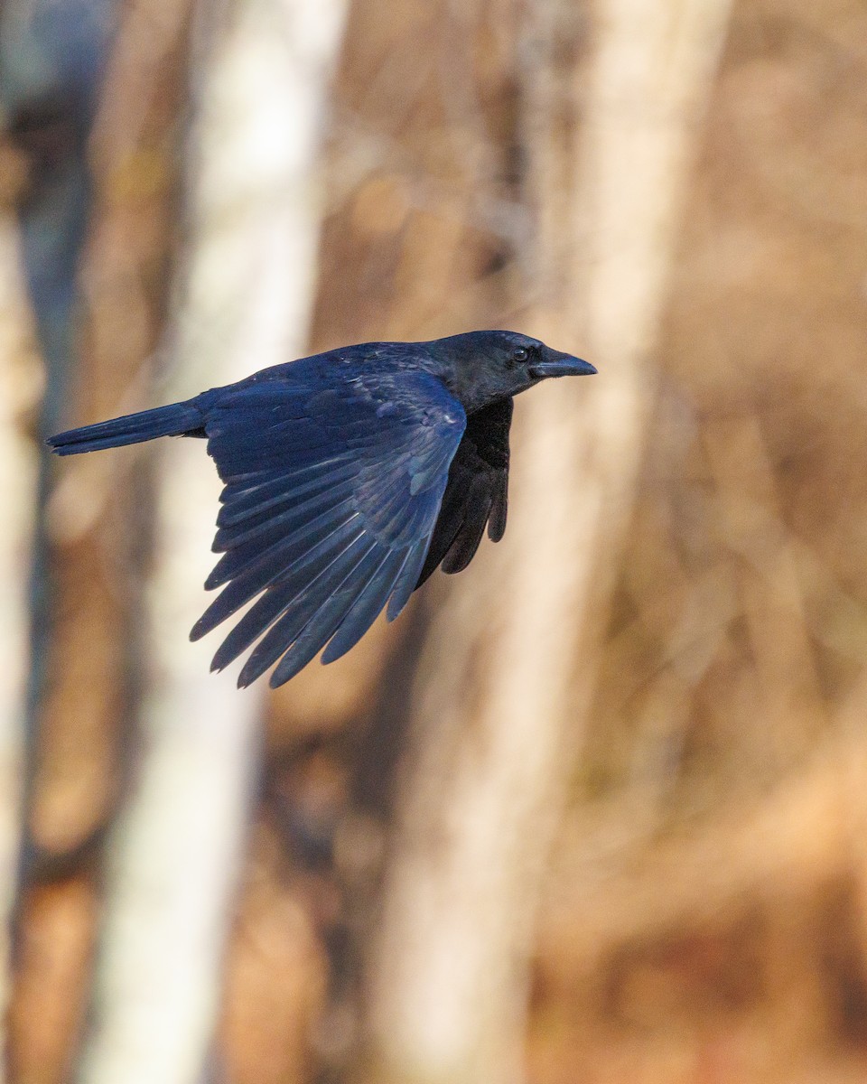 American Crow - ML646192902