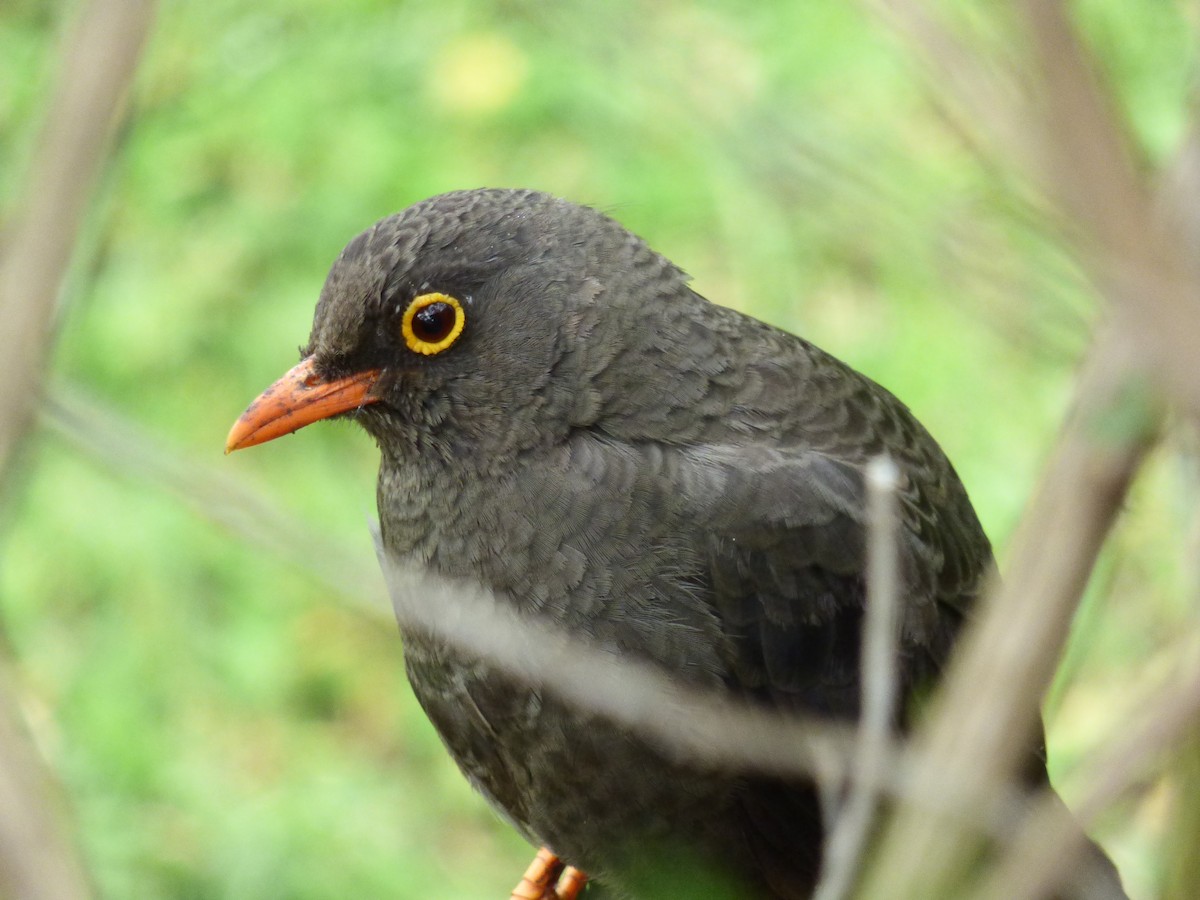 Great Thrush - ML646192903