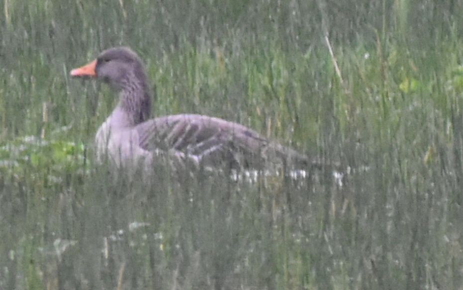 Graylag Goose - ML646192904