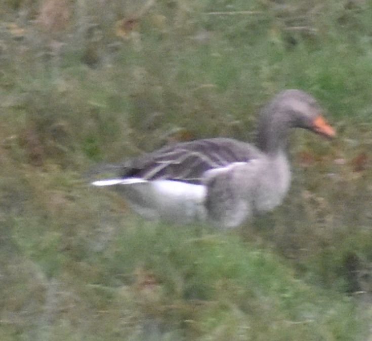 Graylag Goose - ML646192905