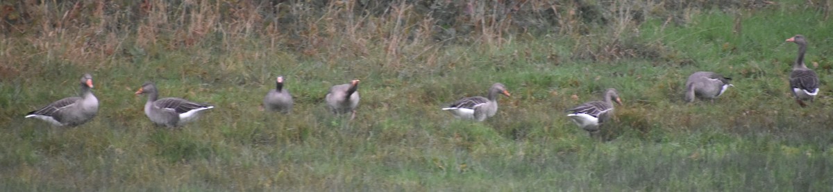 Graylag Goose - ML646192906