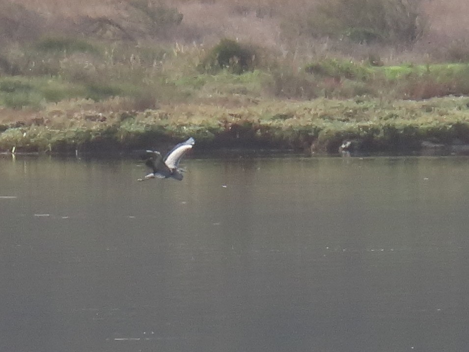 Gray Heron - ML646192907