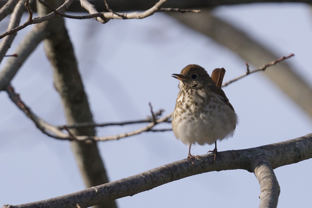 Hermit Thrush - ML646192908