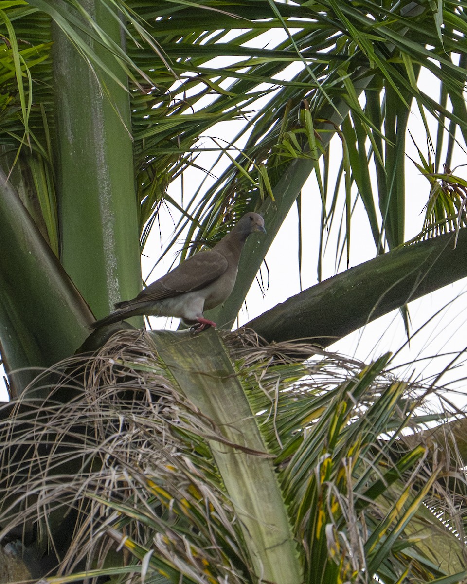 Pale-vented Pigeon - ML646192909