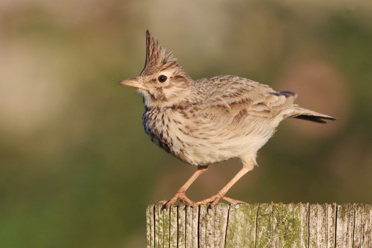 Crested Lark - ML646192912