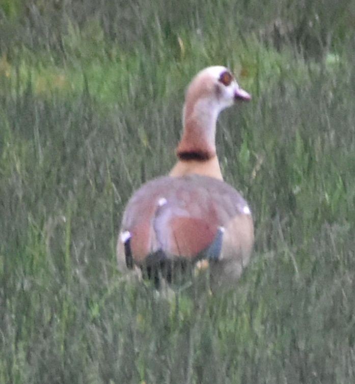Egyptian Goose - ML646192913