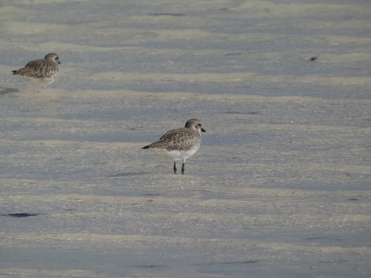 Black-bellied Plover - ML646192914