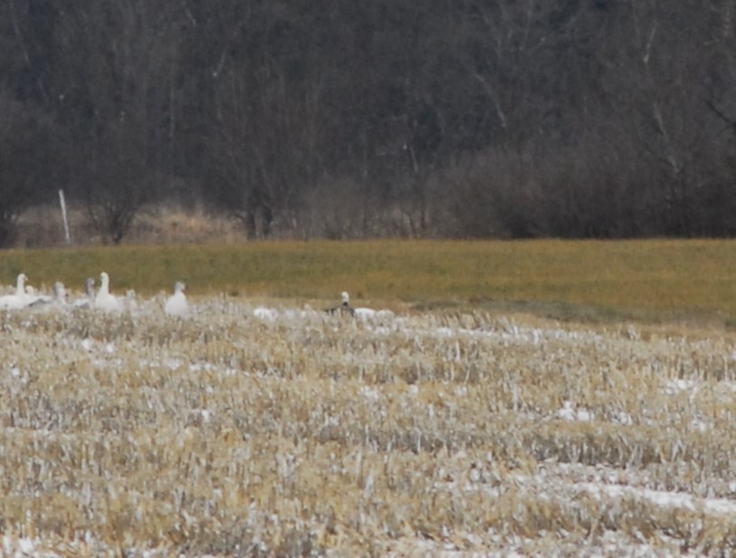 Snow Goose - ML646192916