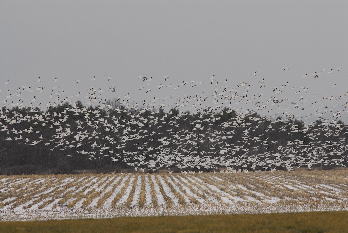 Snow Goose - ML646192917