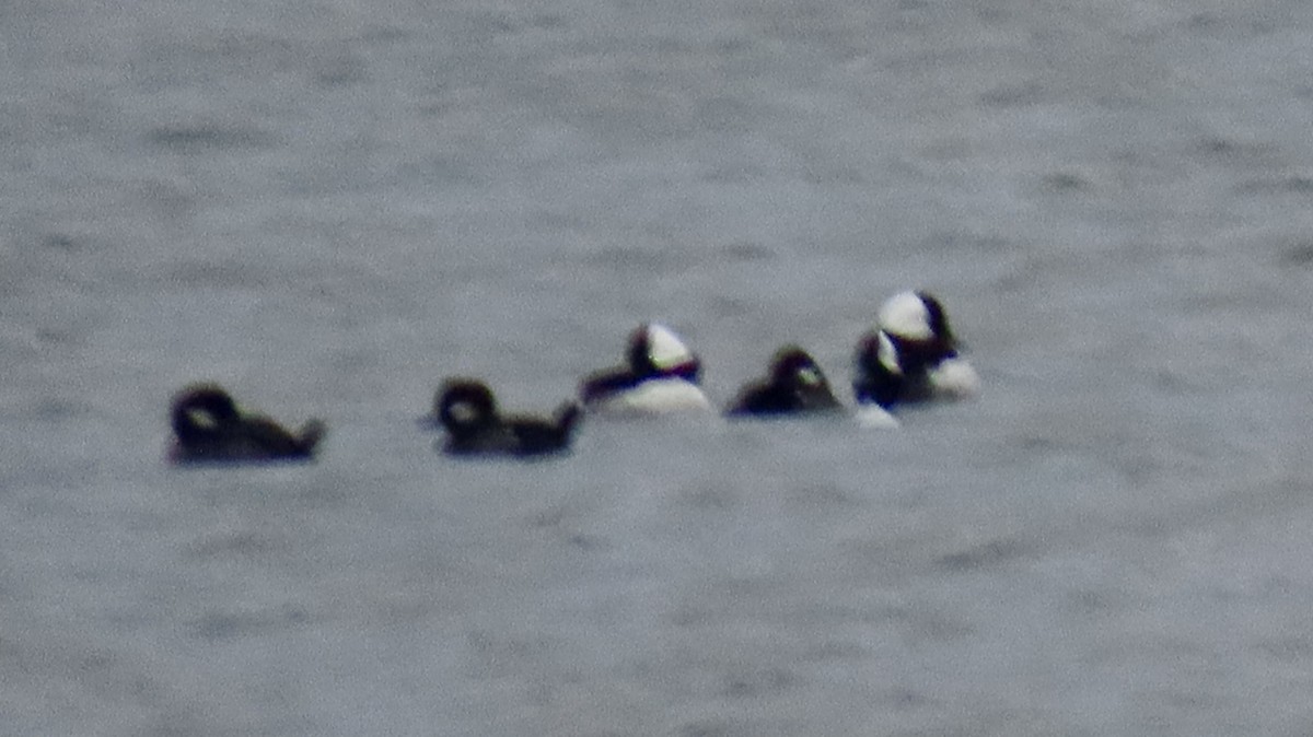 Bufflehead - ML646192918
