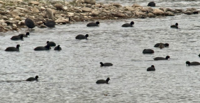 American Coot - ML646192919