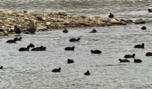 American Coot - ML646192920