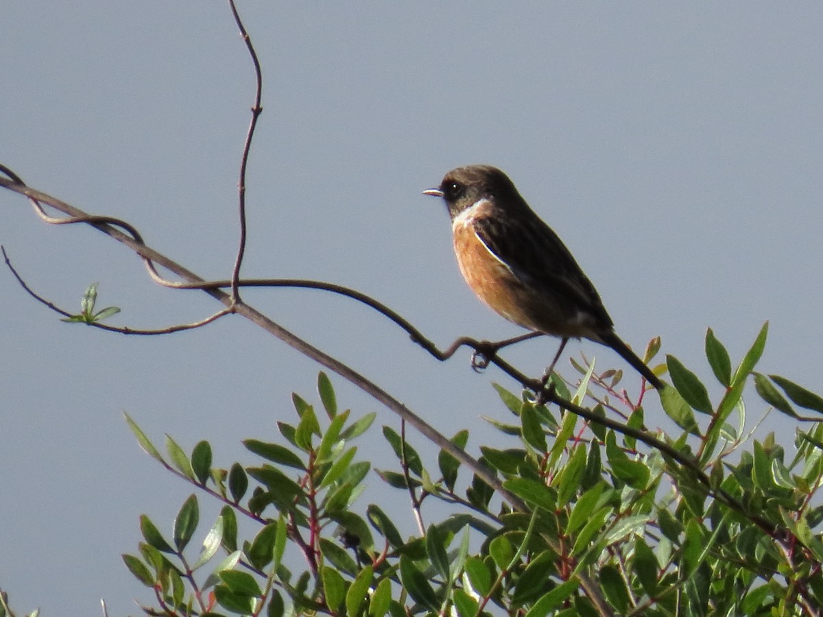 European Stonechat - ML646192921