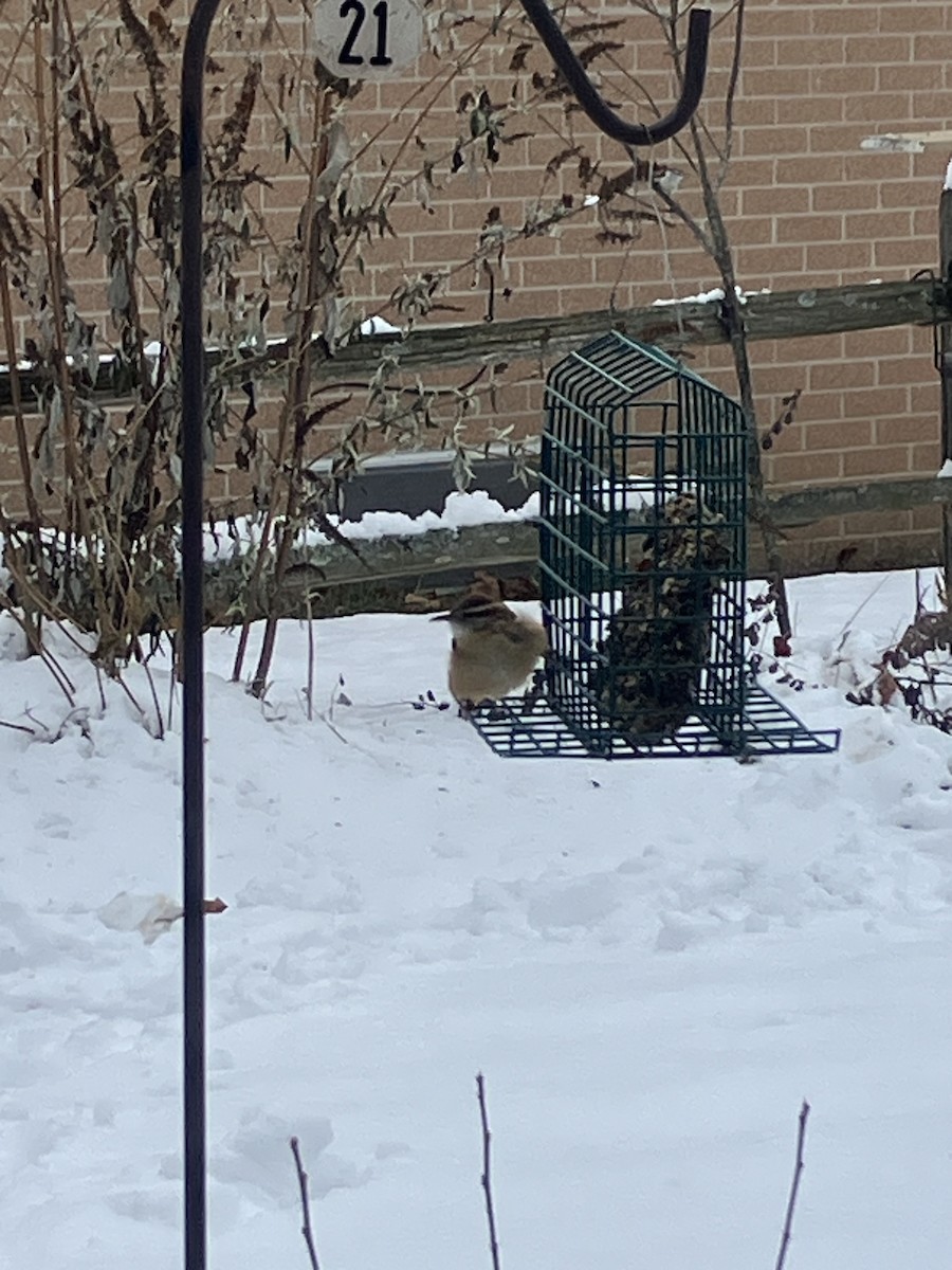 Carolina Wren - ML646192923