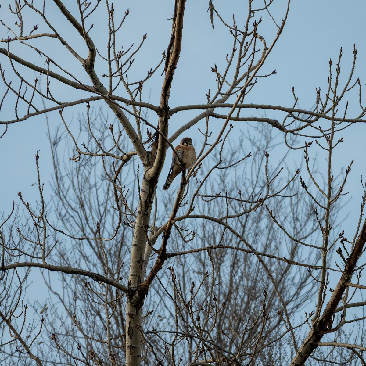 American Kestrel - ML646192924