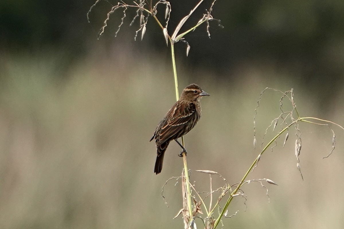Red-winged Blackbird - ML646192927
