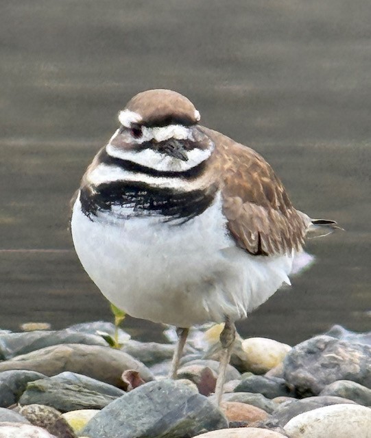 Killdeer - ML646192932