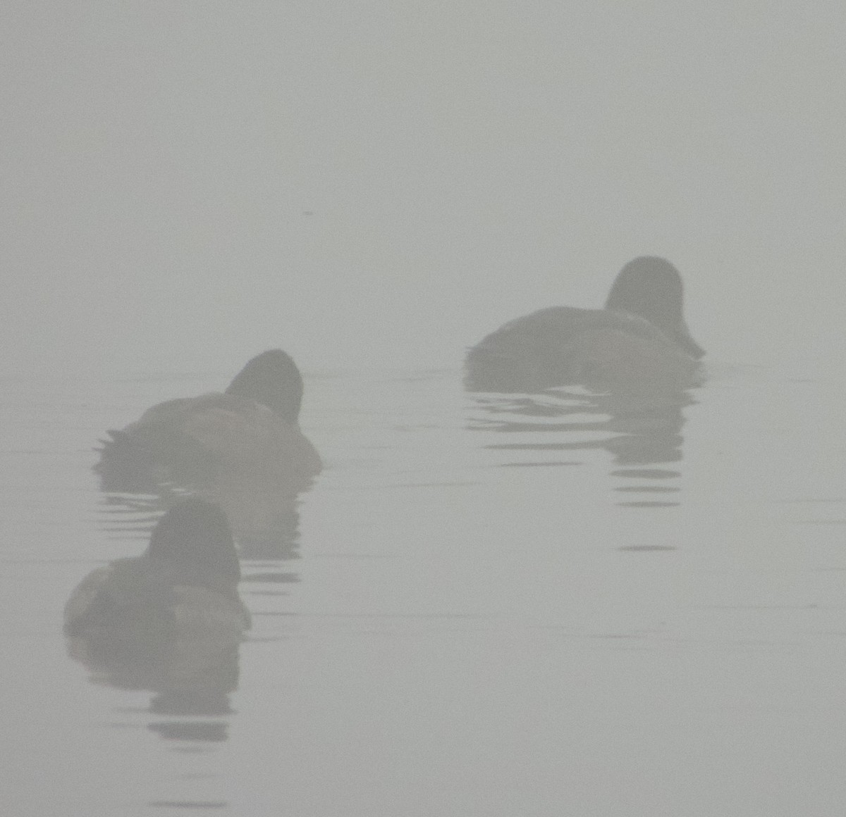 Морская чернеть - ML646192934