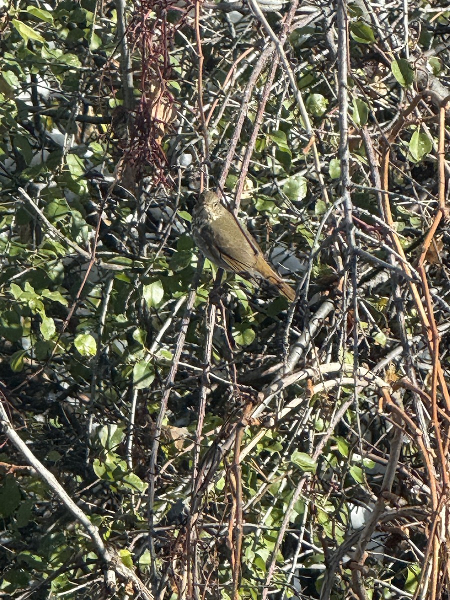 Hermit Thrush - ML646192940