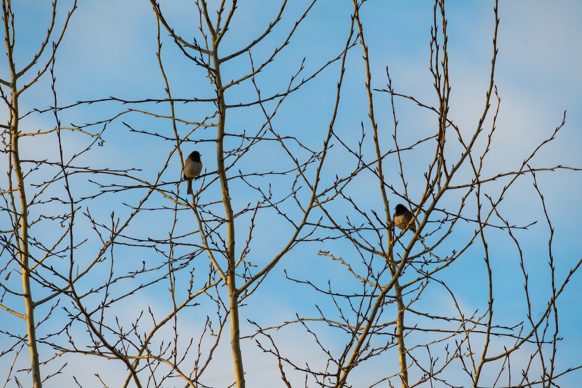 Dark-eyed Junco - ML646192942