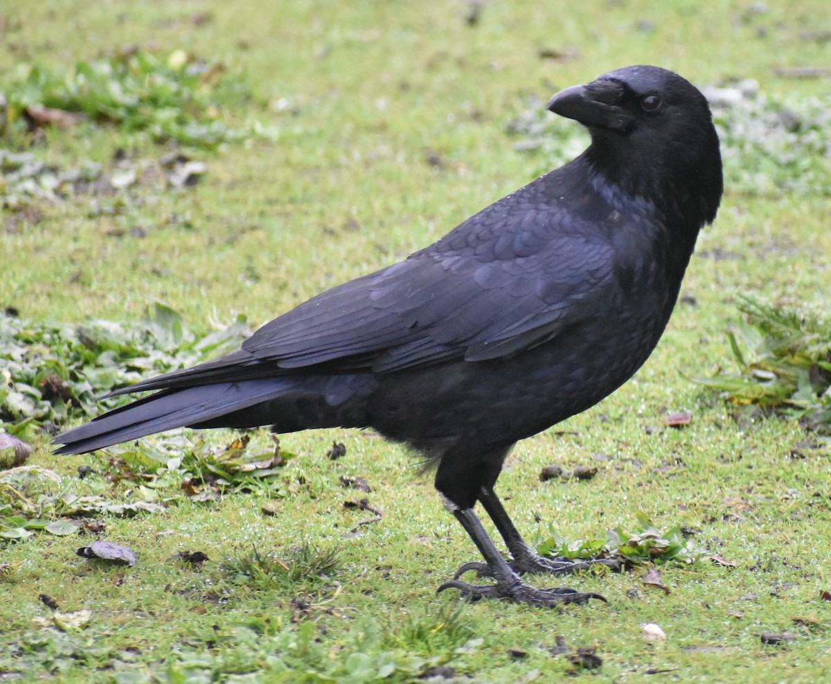 Carrion Crow - ML646192943