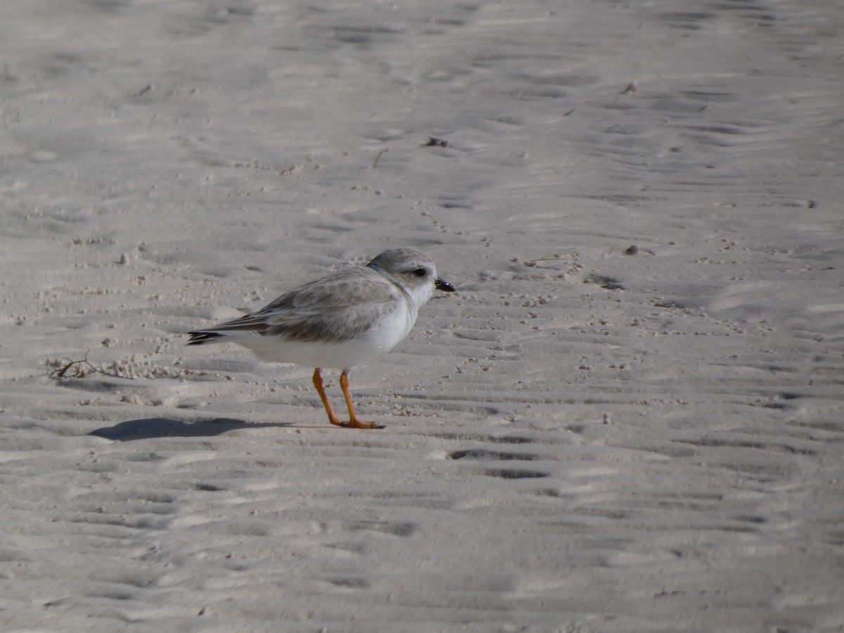 Piping Plover - ML646192947