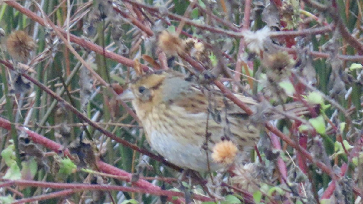 Nelson's Sparrow - ML646192949
