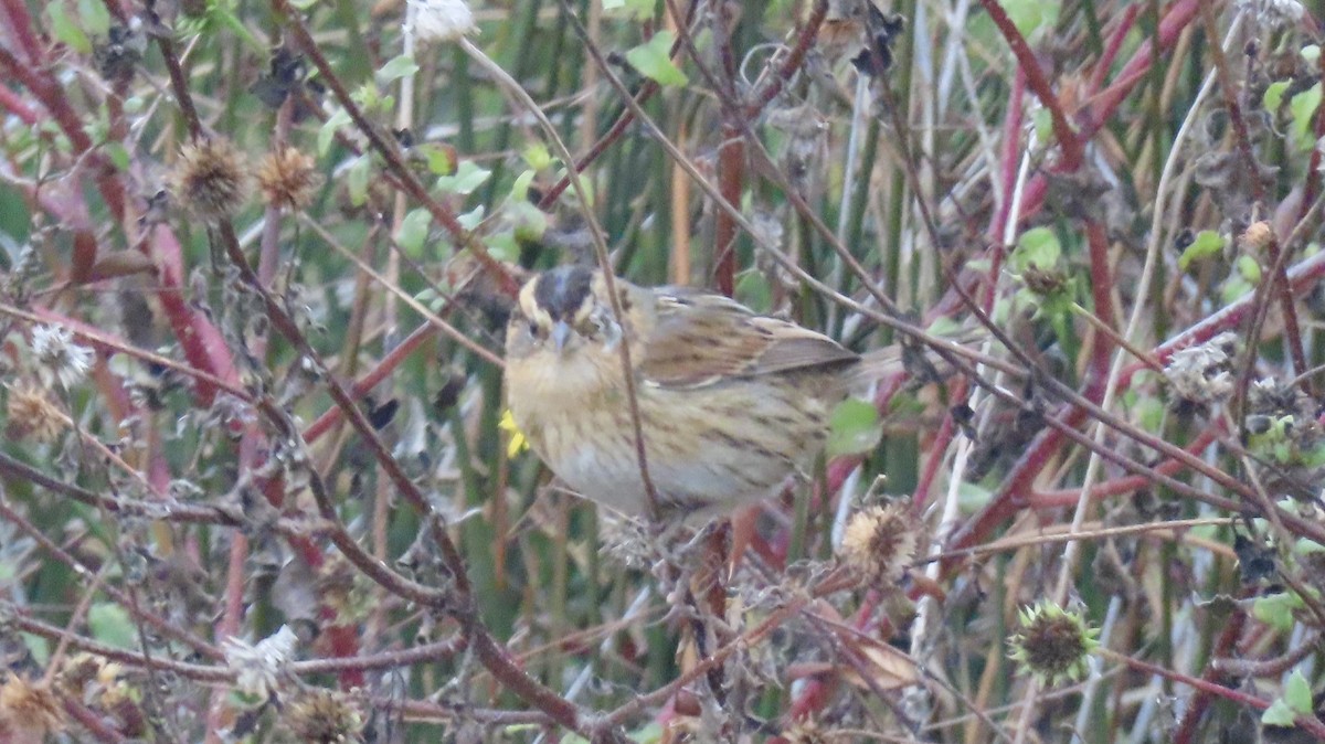 Nelson's Sparrow - ML646192950