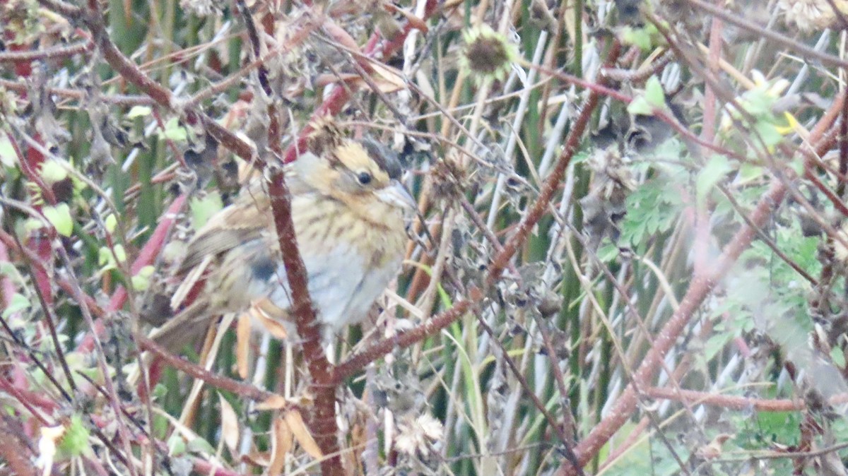 Nelson's Sparrow - ML646192951