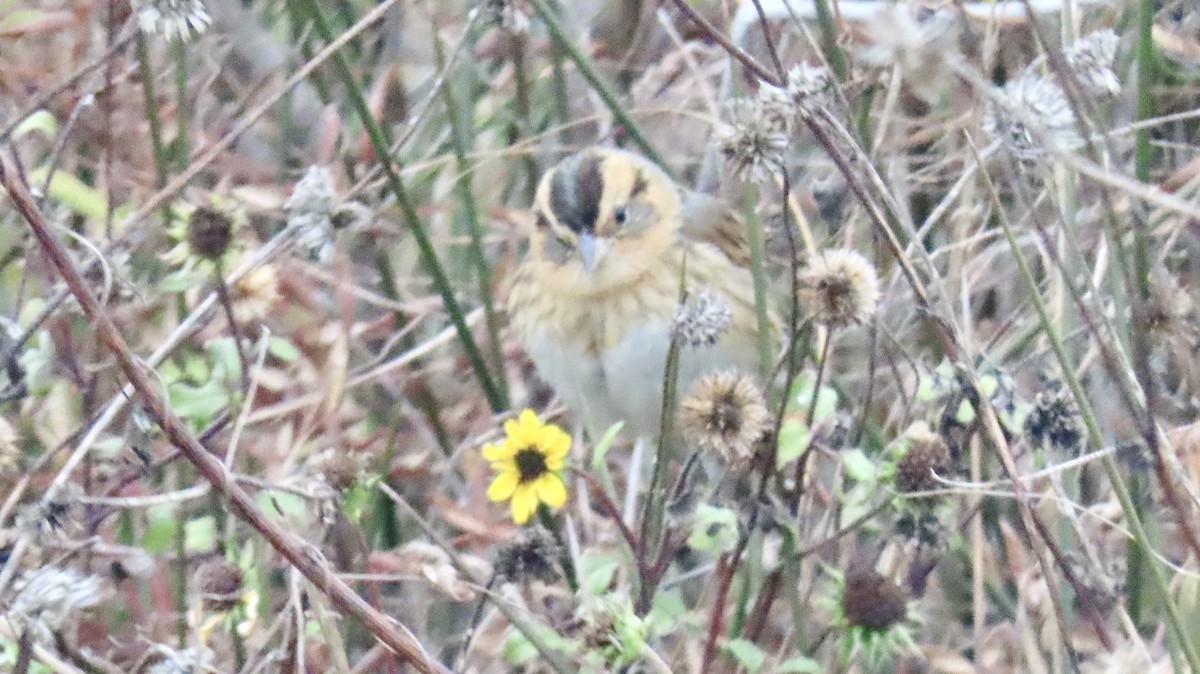 Nelson's Sparrow - ML646192952