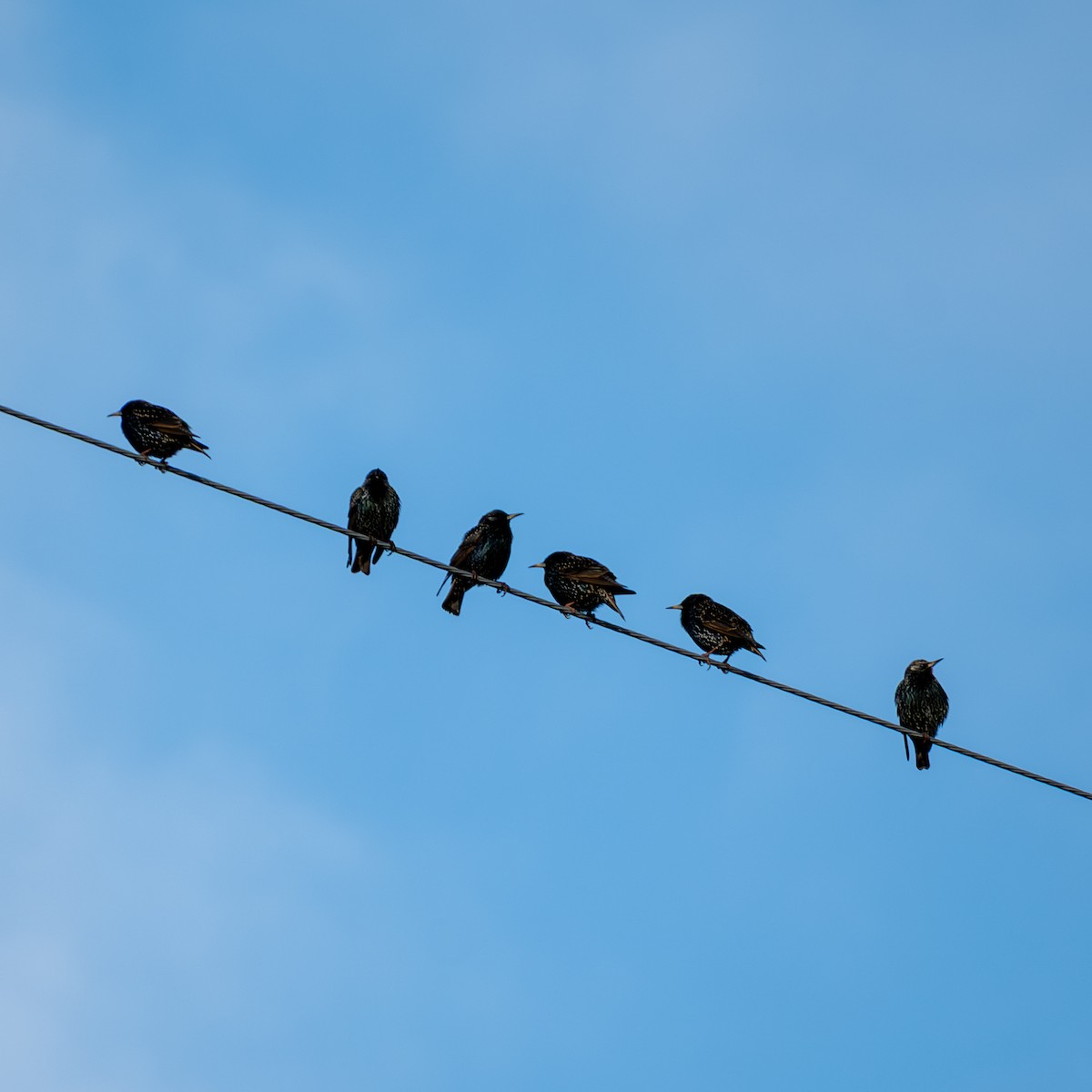 European Starling - ML646192953