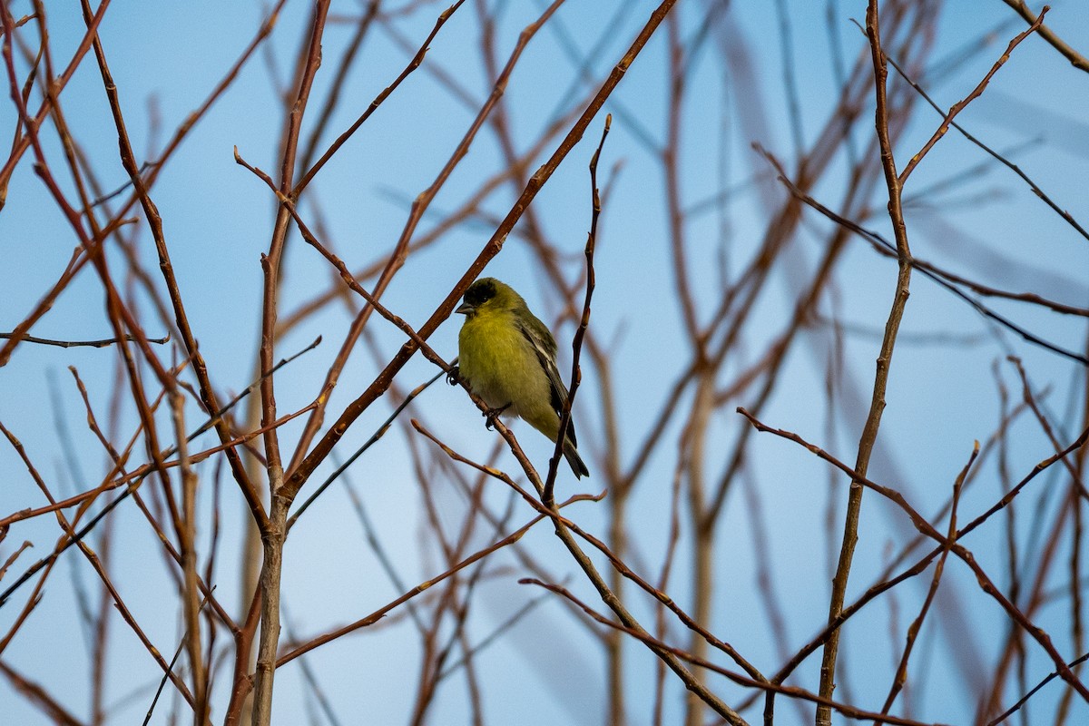 Lesser Goldfinch - ML646192956