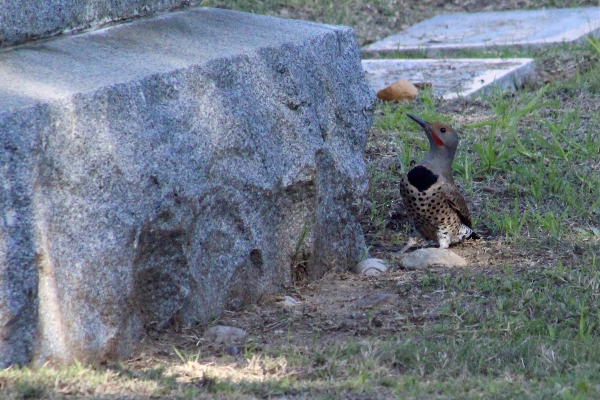 Northern Flicker - ML646192957