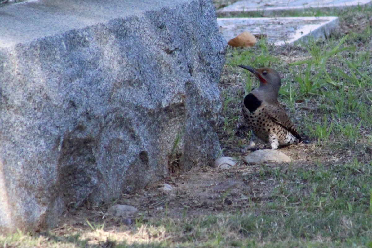 Northern Flicker - ML646192962