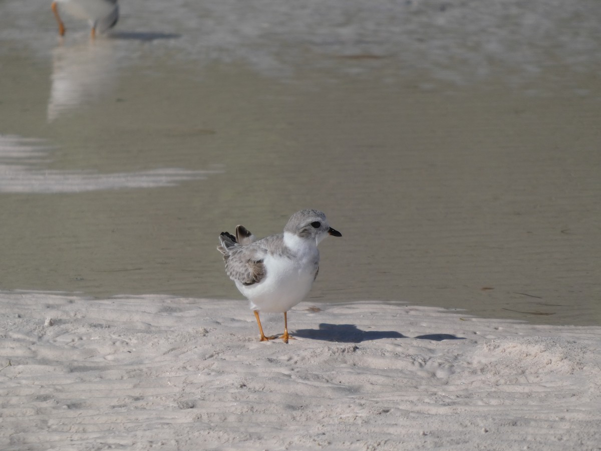 Piping Plover - ML646192963