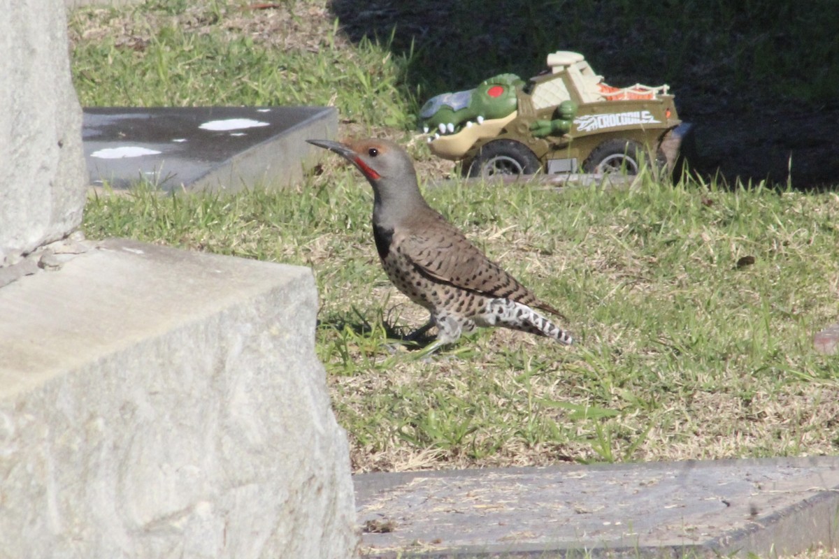 Northern Flicker - ML646192965