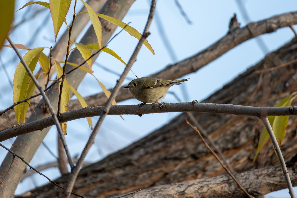 Ruby-crowned Kinglet - ML646192967