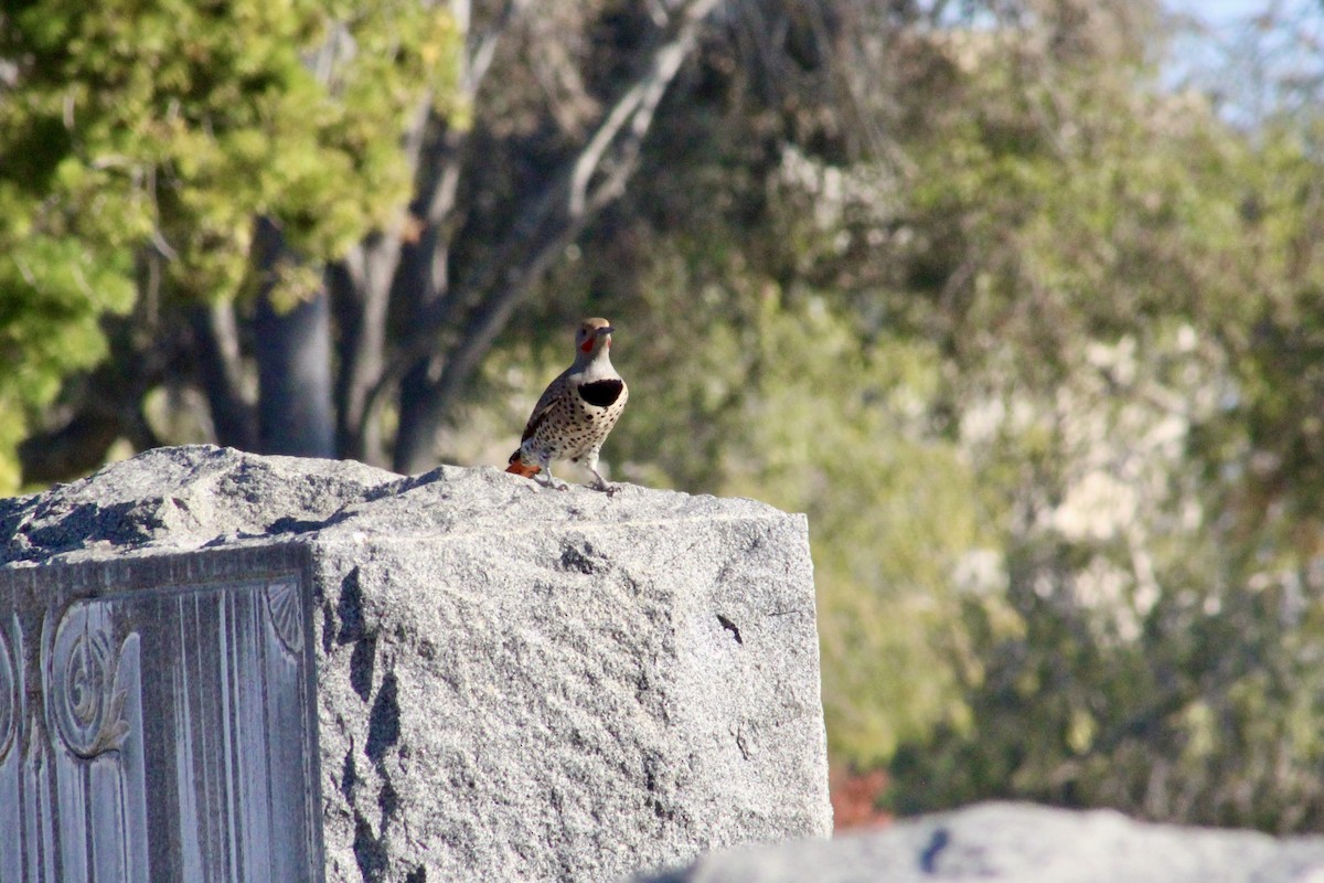 Northern Flicker - ML646192968