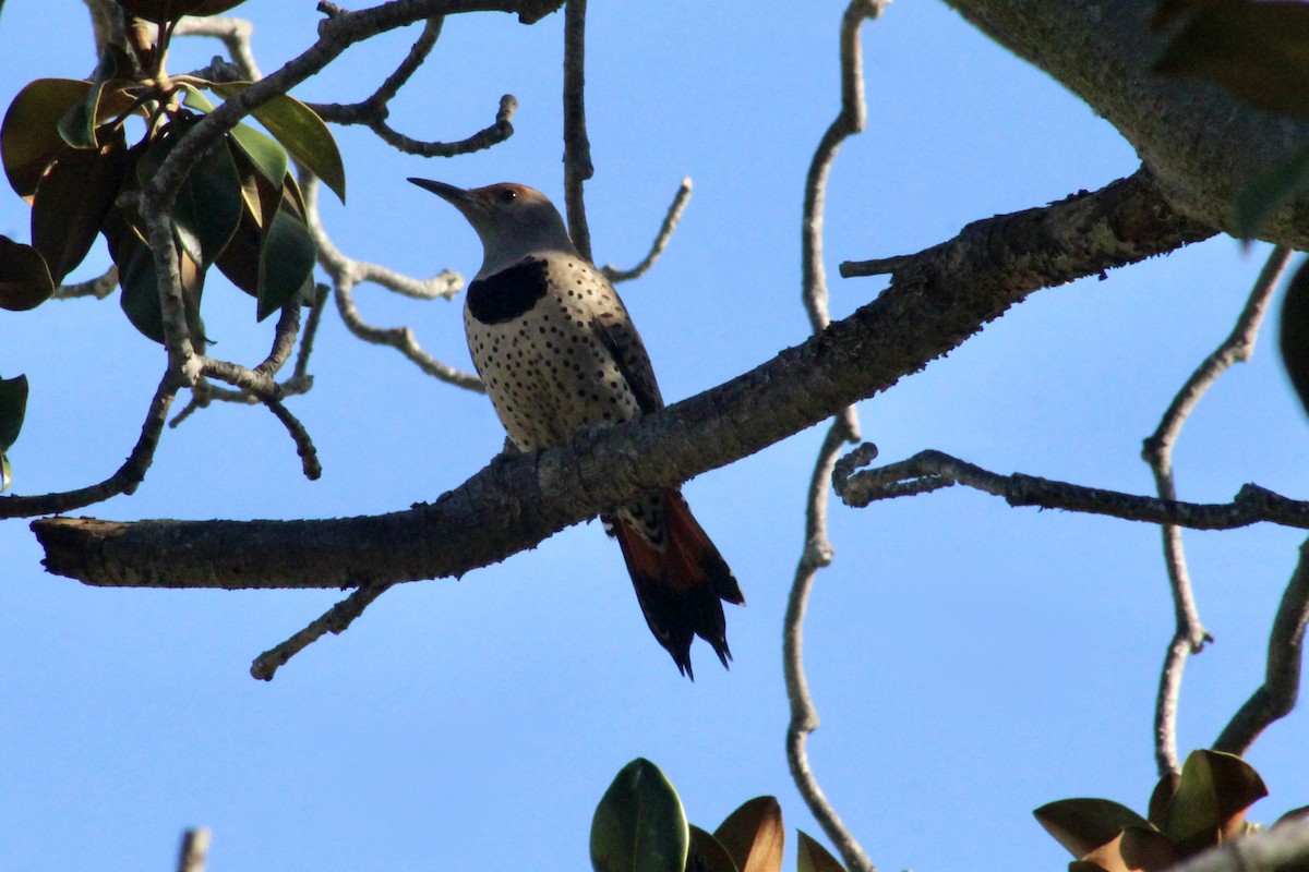 Northern Flicker - ML646192970