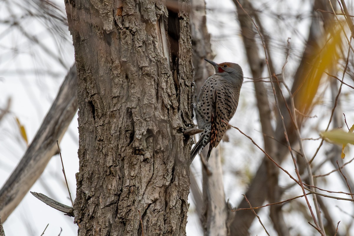 Northern Flicker - ML646192971