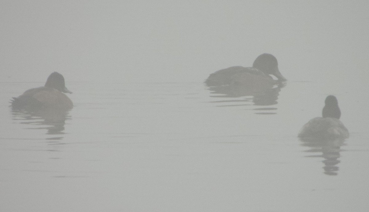 Морская чернеть - ML646192978