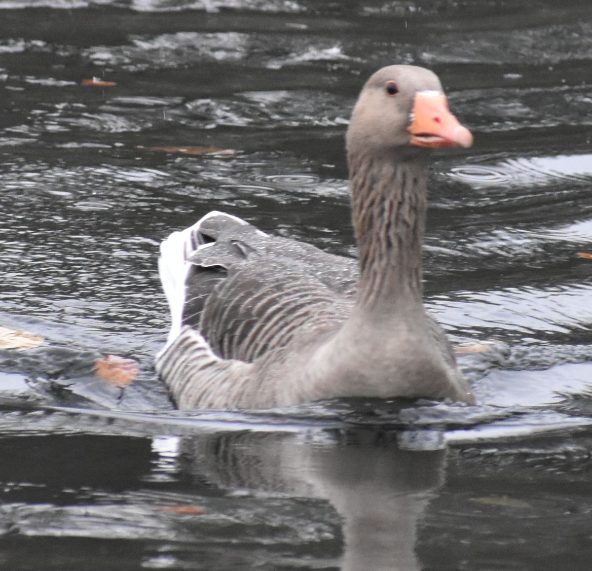 husa velká - ML646192980