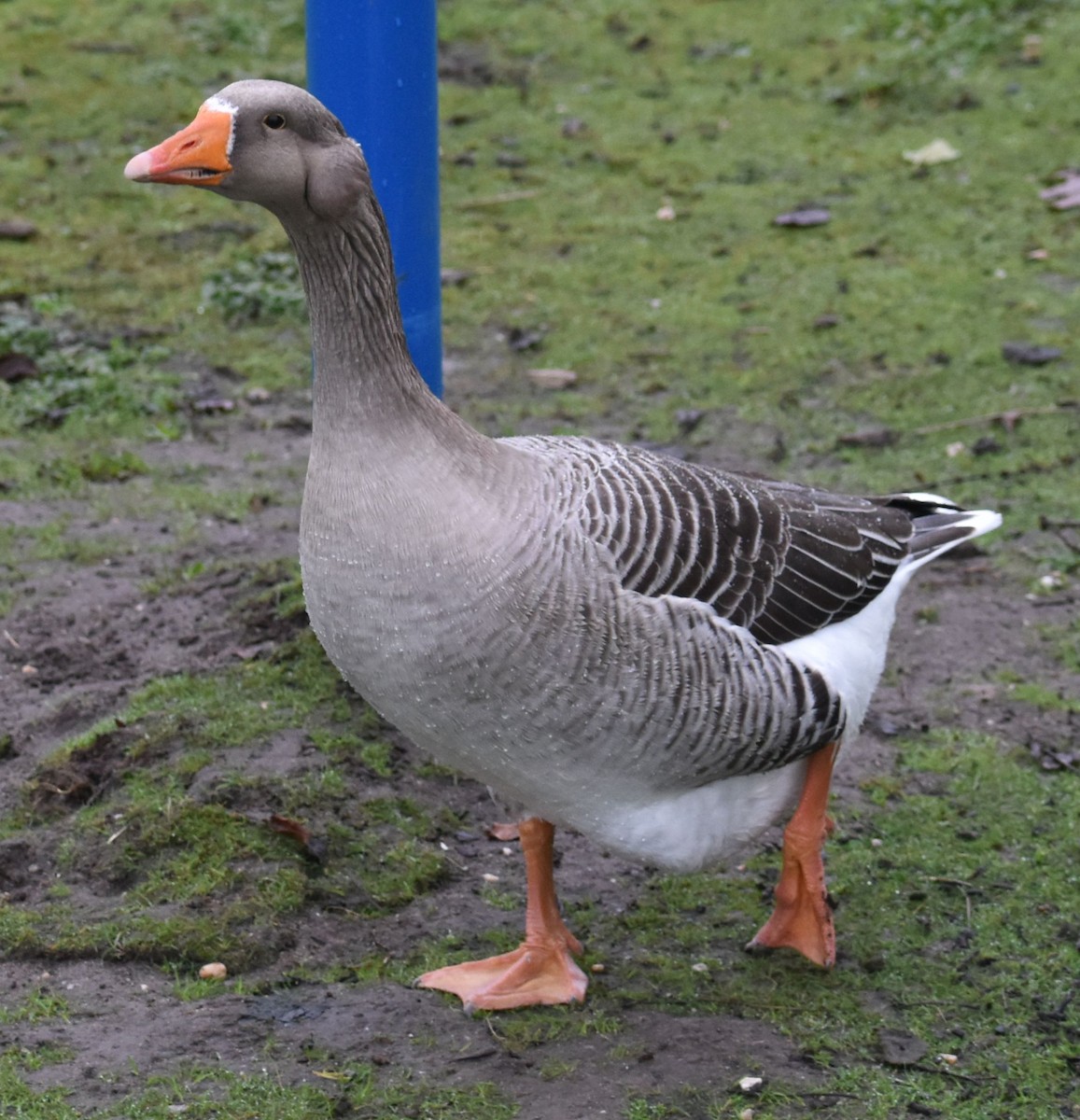 husa velká - ML646192981