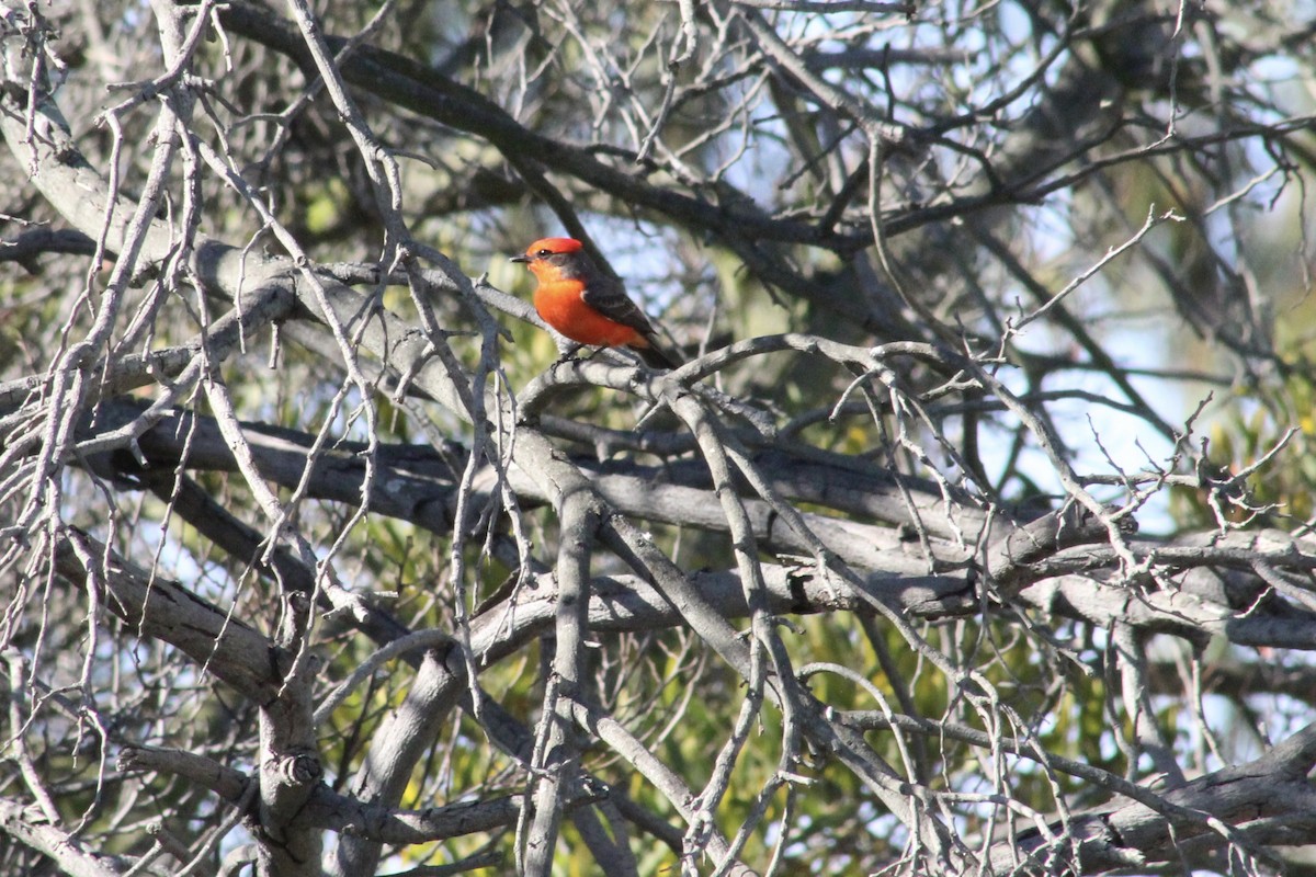 Vermilion Flycatcher - ML646192982