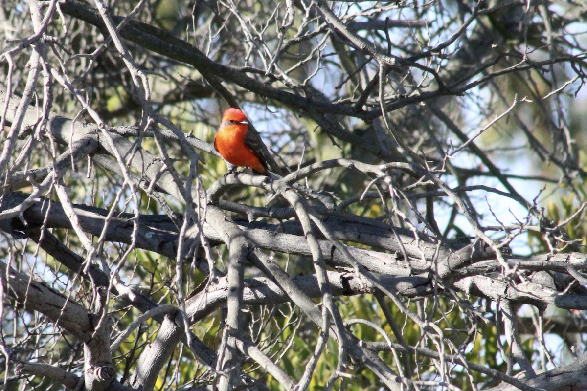 Vermilion Flycatcher - ML646192984