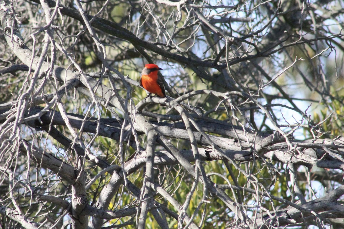 Vermilion Flycatcher - ML646192997