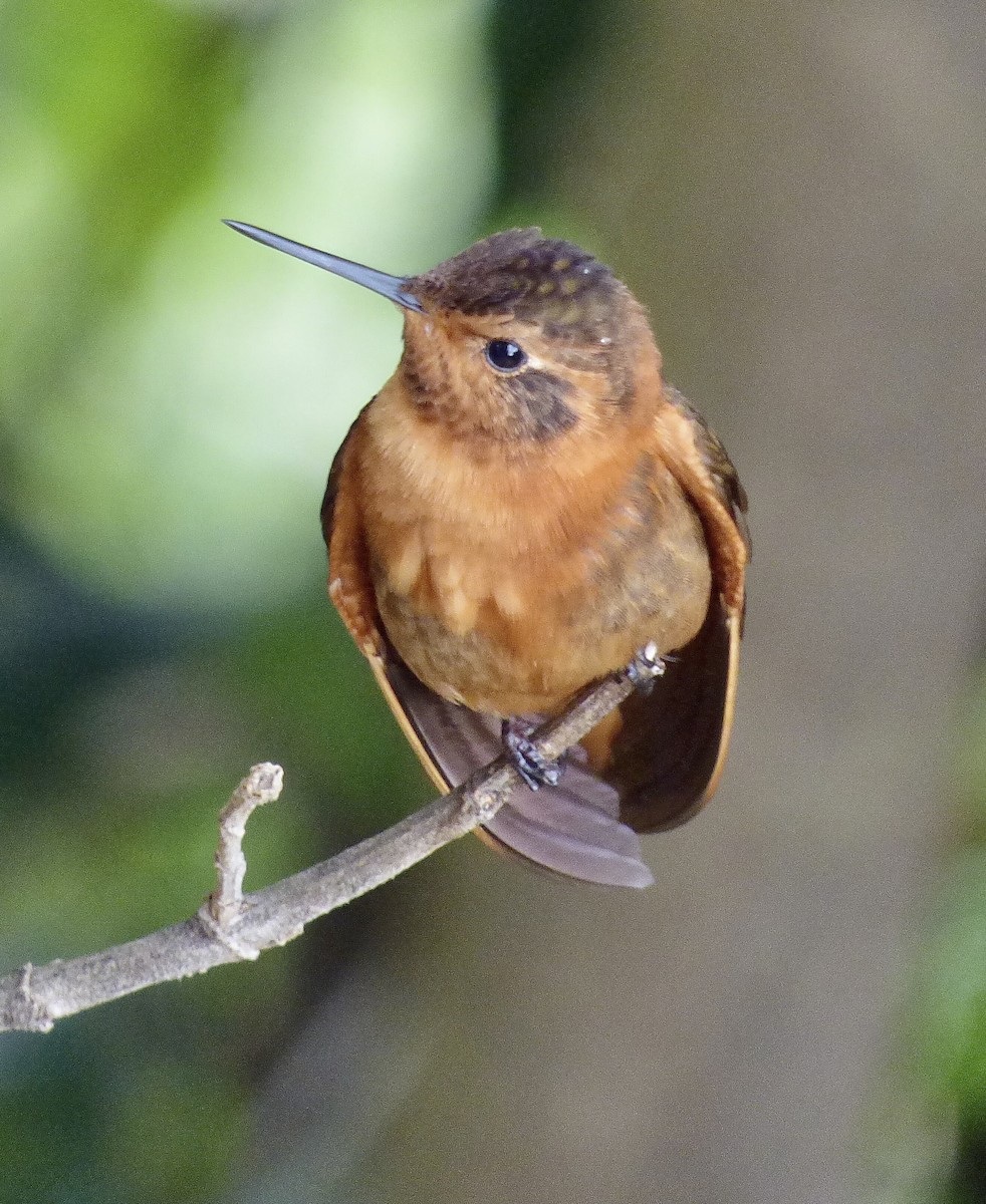 Shining Sunbeam - ML646193001