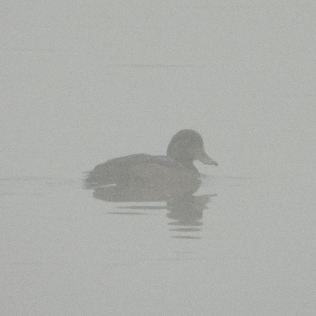 Морская чернеть - ML646193002