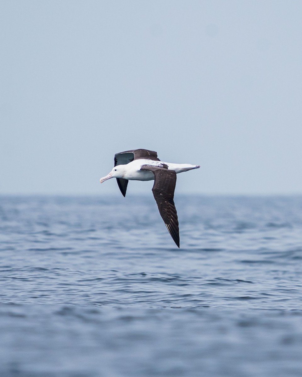 Northern Royal Albatross - ML646193003